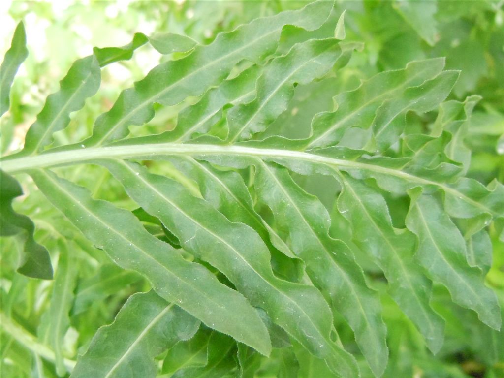 Reseda alba